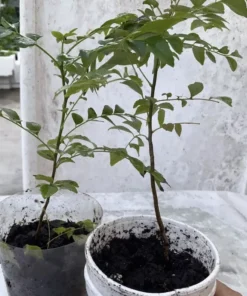 Curry Leaf Plant (Murraya koenigii) 5”- 10 Inches plant