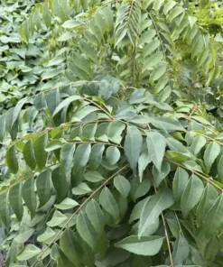 Curry Leaf Plant (Murraya koenigii) 5”- 10 Inches plant