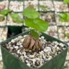 Dioscorea Elephantipes Seeds - Exotic Plant - Live Plant - 4 inch pot