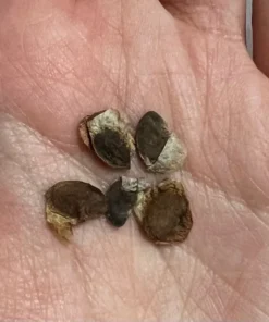 Dioscorea Elephantipes Seeds - Exotic Plant - Live Plant - 4 inch pot