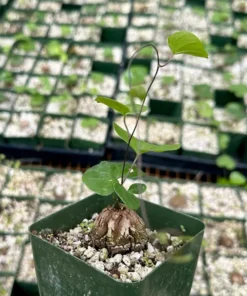 Dioscorea Elephantipes Seeds - Exotic Plant - Live Plant - 4 inch pot