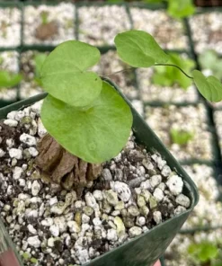 Dioscorea Elephantipes Seeds - Exotic Plant - Live Plant - 4 inch pot