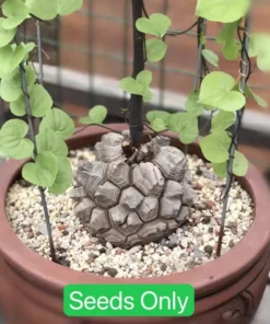 Dioscorea Elephantipes Seeds - Exotic Plant - Live Plant - 4 inch pot