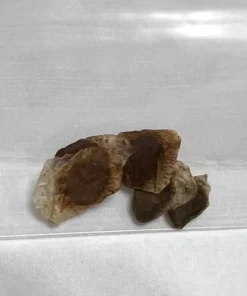 Dioscorea Elephantipes Seeds - Exotic Plant - Live Plant - 4 inch pot