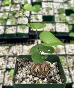 Dioscorea Elephantipes Seeds - Exotic Plant - Live Plant - 4 inch pot