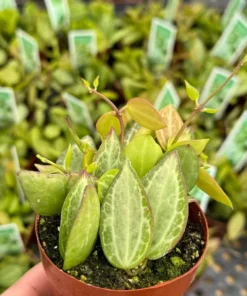 Dischidia Watermelon String Plant 3" Pot Green Succulent
