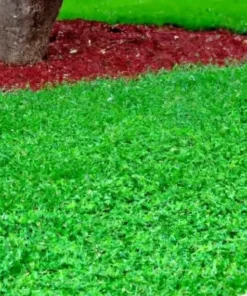 Drought Resistant Ground Cover Zenith Zoysia And Micro Clover Seeds - Grass Seeds For Lawn