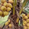 Dwarf Malayan Coconut Tree 3-4 Feet Tall. Free Shipping