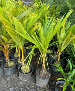 Dwarf Malayan Coconut Tree 3-4 Feet Tall. Free Shipping