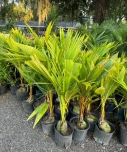 Dwarf Malayan Coconut Tree 3-4 Feet Tall. Free Shipping