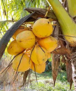 Dwarf Malayan Coconut Tree 3-4 Feet Tall. Free Shipping