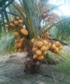 Dwarf Malayan Coconut Tree 3-4 Feet Tall. Free Shipping