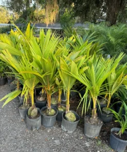 Dwarf Malayan Coconut Tree 3-4 Feet Tall. Free Shipping