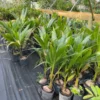 Dwarf green malayan coconut live tree 3 feet tall