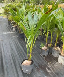 Dwarf green malayan coconut live tree 3 feet tall