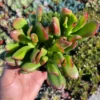 ET's Fingers - Crassula Ovata, Jade Plant, Variegated Succulent, Live Houseplant, 2'' pot