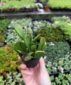 ET's Fingers - Crassula Ovata, Jade Plant, Variegated Succulent, Live Houseplant, 2'' pot