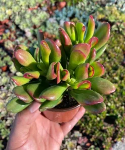 ET's Fingers - Crassula Ovata, Jade Plant, Variegated Succulent, Live Houseplant, 2'' pot