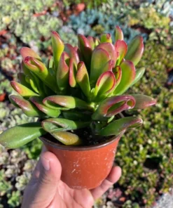 ET's Fingers - Crassula Ovata, Jade Plant, Variegated Succulent, Live Houseplant, 2'' pot