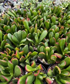 ET's Fingers - Crassula Ovata, Jade Plant, Variegated Succulent, Live Houseplant, 2'' pot