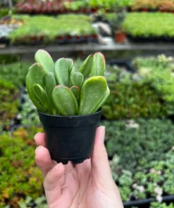 ET's Fingers - Crassula Ovata, Jade Plant, Variegated Succulent, Live Houseplant, 2'' pot
