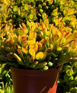 ET's Fingers, Crassula Ovata, Jade Plant, Variegated Succulent, Live Houseplant in 4