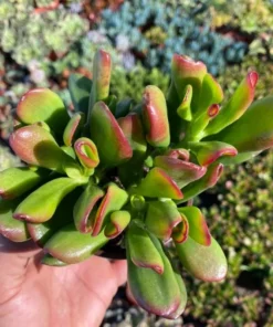 ET's Fingers, Crassula Ovata, Jade Plant, Variegated Succulent, Live Houseplant in 4", 6" pot