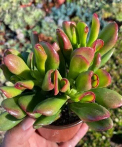 ET's Fingers, Crassula Ovata, Jade Plant, Variegated Succulent, Live Houseplant in 4