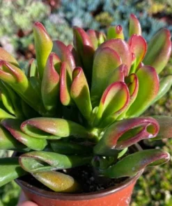 ET's Fingers, Crassula Ovata, Jade Plant, Variegated Succulent, Live Houseplant in 4