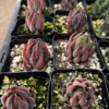 Eagle's Claw Succulent Live Rooted Plant in 2.5'' pot