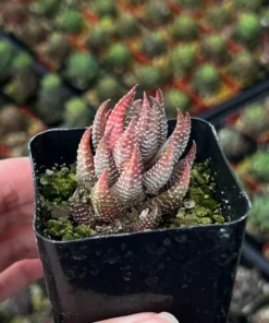 Eagle's Claw Succulent Live Rooted Plant in 2.5'' pot
