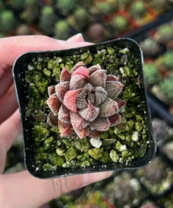 Eagle's Claw Succulent Live Rooted Plant in 2.5'' pot