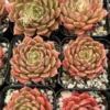 Echeveria Ben Badis Olivia Clusters, Rare Succulents in 2", 4" pot