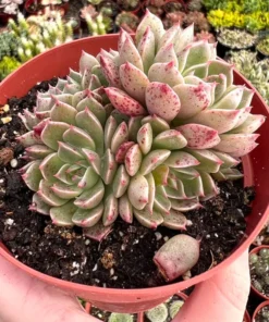 Echeveria Ben Badis Olivia Clusters, Rare Succulents in 2", 4" pot