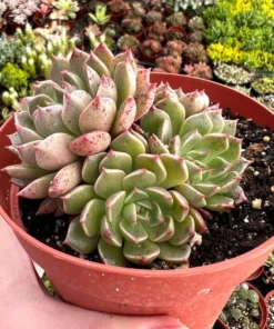Echeveria Ben Badis Olivia Clusters, Rare Succulents in 2