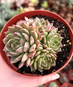 Echeveria Ben Badis Olivia Clusters, Rare Succulents in 2