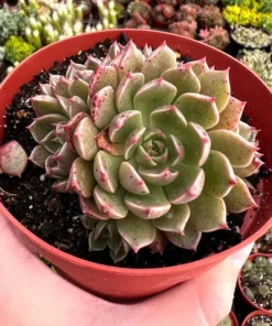 Echeveria Ben Badis Olivia Clusters, Rare Succulents in 2