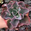 Echeveria Blue Curls, Echeveria Gibbiflora, Rare Succulent, Live Plant in 4" pot