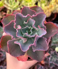 Echeveria Blue Curls, Echeveria Gibbiflora, Rare Succulent, Live Plant in 4" pot