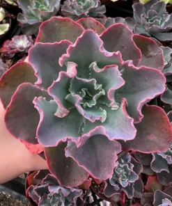 Echeveria Blue Curls, Echeveria Gibbiflora, Rare Succulent, Live Plant in 4