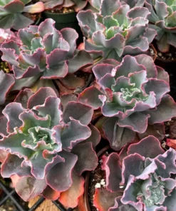 Echeveria Blue Curls, Echeveria Gibbiflora, Rare Succulent, Live Plant in 4