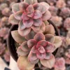 Echeveria Chroma Live Succulent 4 Inch Multiple Heads