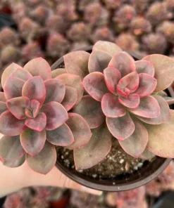Echeveria Chroma Live Succulent 4 Inch Multiple Heads