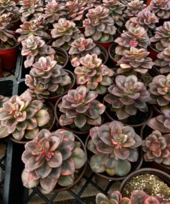 Echeveria Chroma Live Succulent 4 Inch Multiple Heads