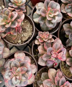 Echeveria Chroma Live Succulent 4 Inch Multiple Heads
