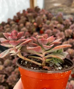 Echeveria Chroma Live Succulent 4 Inch Multiple Heads