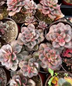 Echeveria Chroma Live Succulent 4 Inch Multiple Heads
