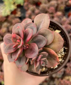 Echeveria Chroma Live Succulent 4 Inch Multiple Heads