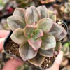 Echeveria Chroma Live Succulent Plants 2 inch Pot for Sale