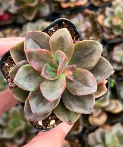 Echeveria Chroma Live Succulent Plants 2 inch Pot for Sale